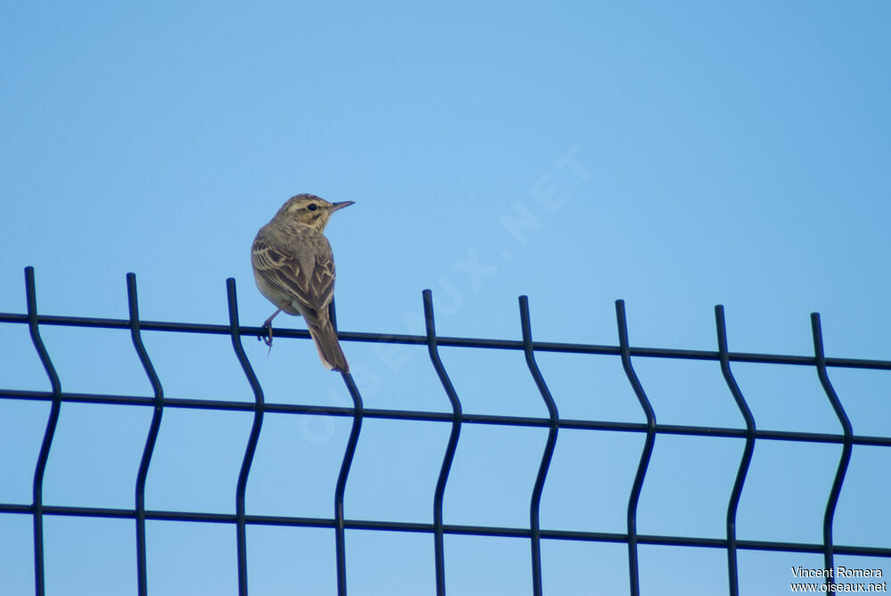 Pipit rousseline