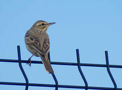 Pipit rousseline