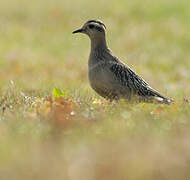 Eurasian Dotterel