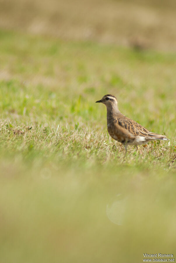 Eurasian Dottereladult