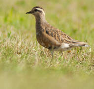 Eurasian Dotterel