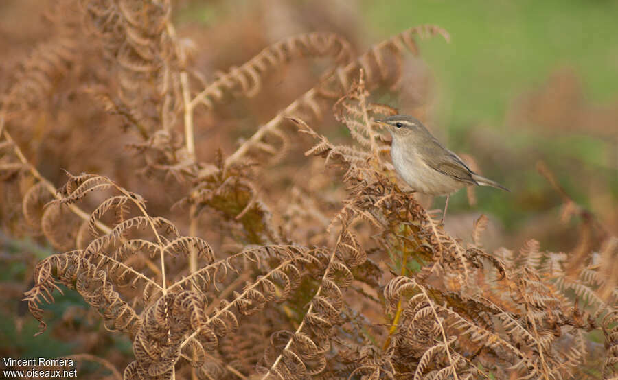 Pouillot brunadulte internuptial, habitat, pigmentation, Comportement