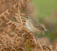 Dusky Warbler