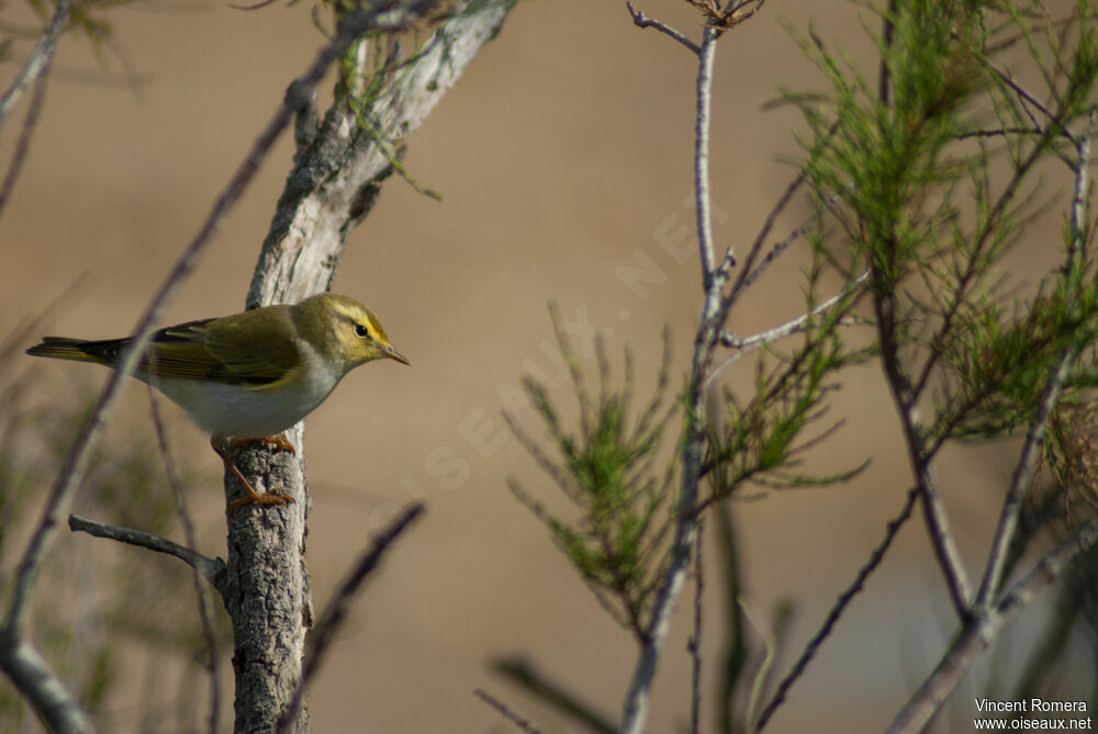 Wood Warbler