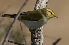 Wood Warbler