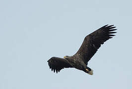 White-tailed Eagle