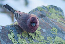 Great Rosefinch