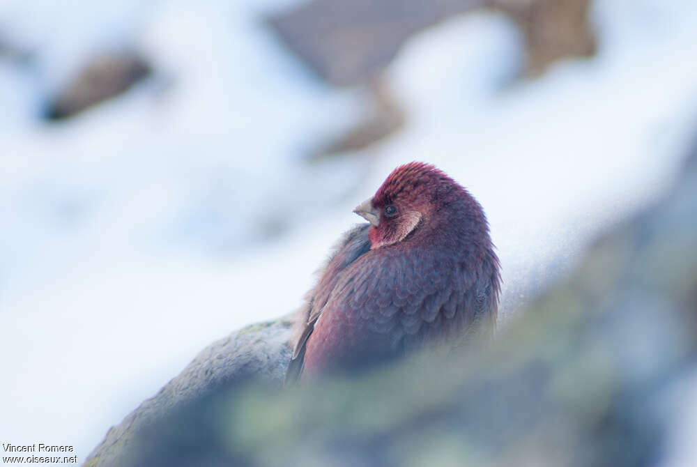 Great Rosefinch male adult