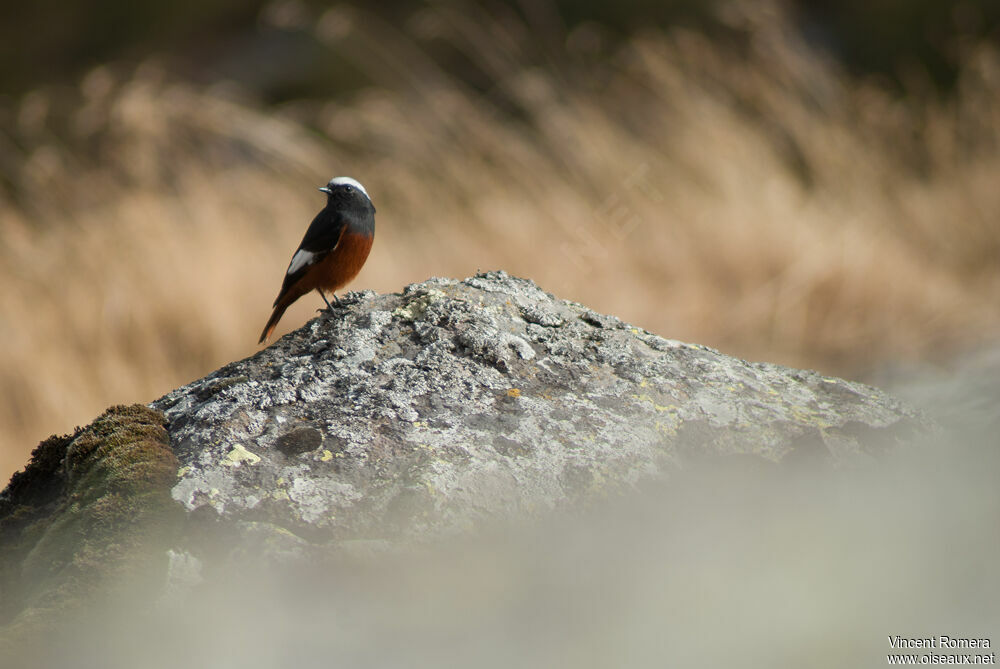 Güldenstädt's Redstartadult