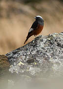 Güldenstädt's Redstart