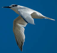 Sandwich Tern