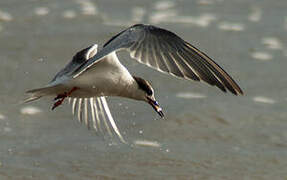 Common Tern