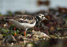 Ruddy Turnstone