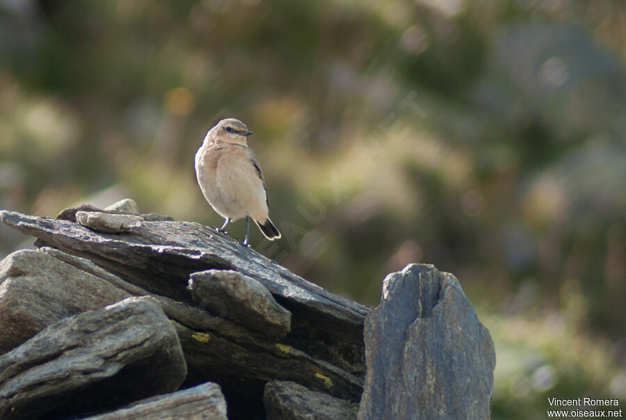 Northern Wheatearadult