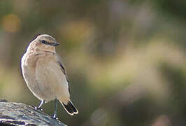 Northern Wheatear