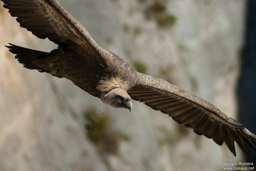 Griffon Vulture