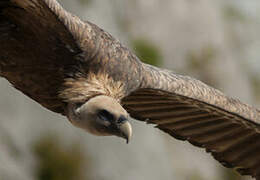 Griffon Vulture