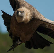 Griffon Vulture