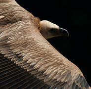 Griffon Vulture