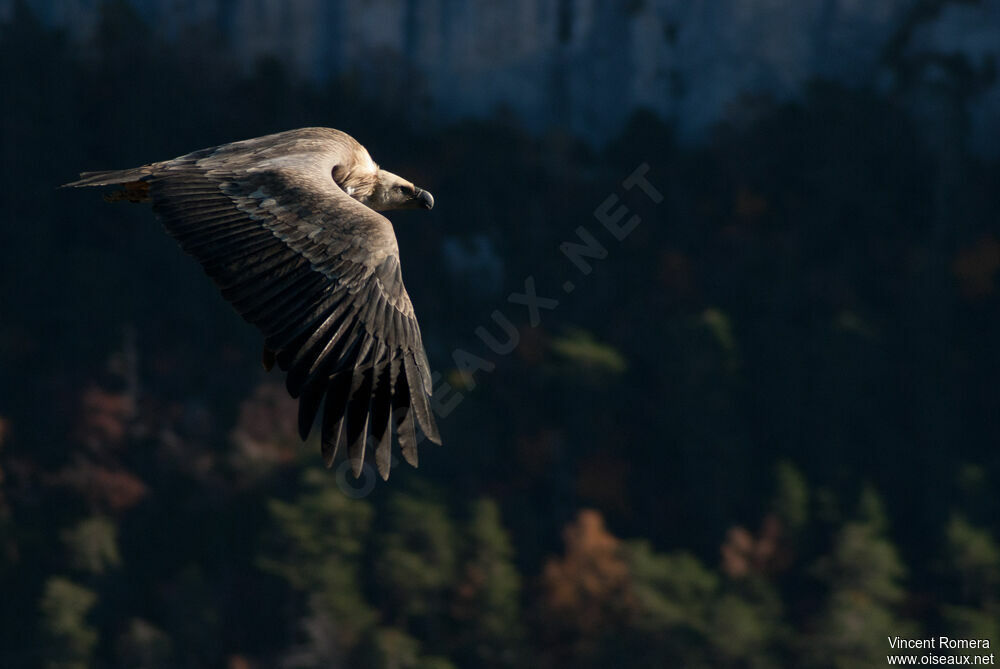 Griffon Vultureimmature