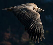 Griffon Vulture