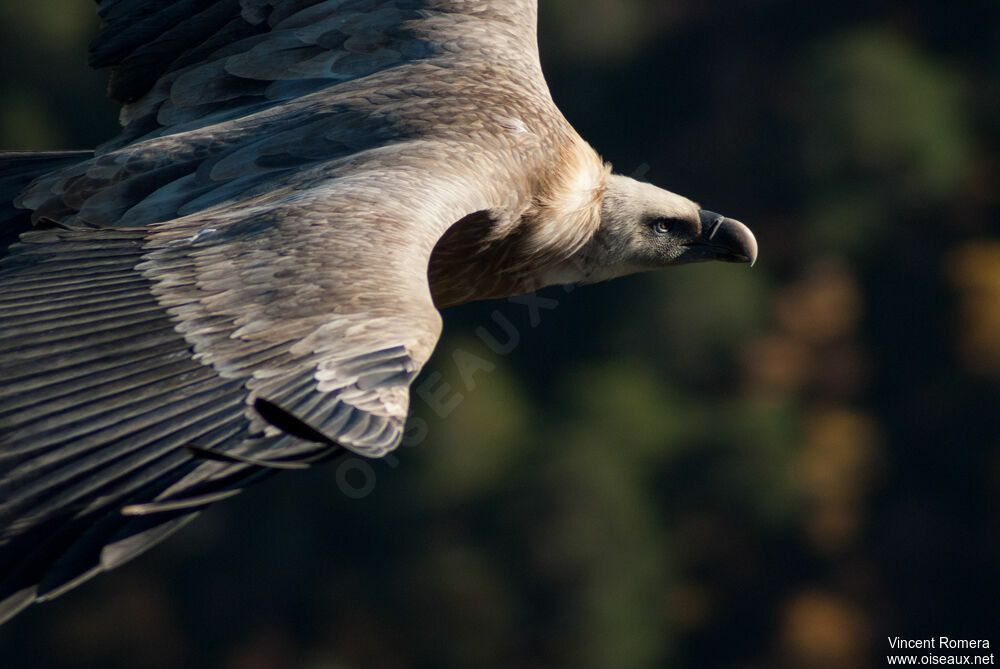 Vautour fauve