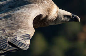 Vautour fauve