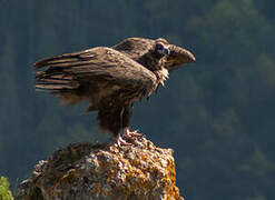 Cinereous Vulture