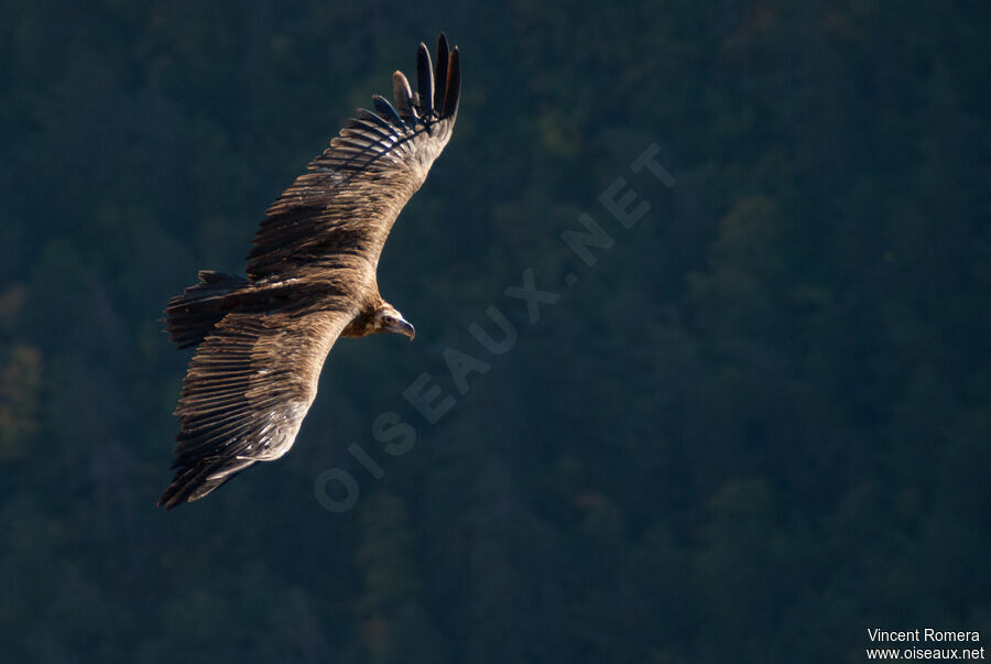 Cinereous Vultureimmature