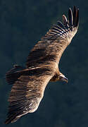 Cinereous Vulture