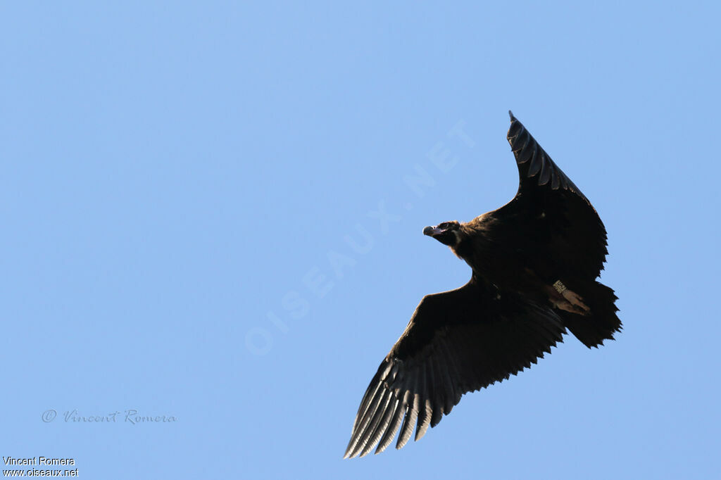 Cinereous VultureFirst year, identification, aspect, Flight