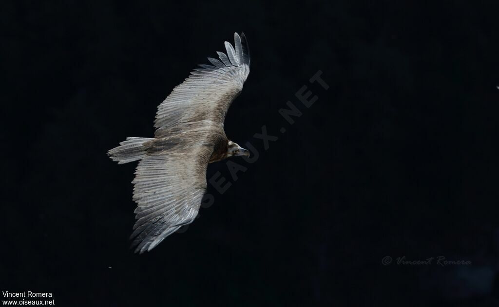 Cinereous Vulturesubadult, identification, moulting, aspect, Flight