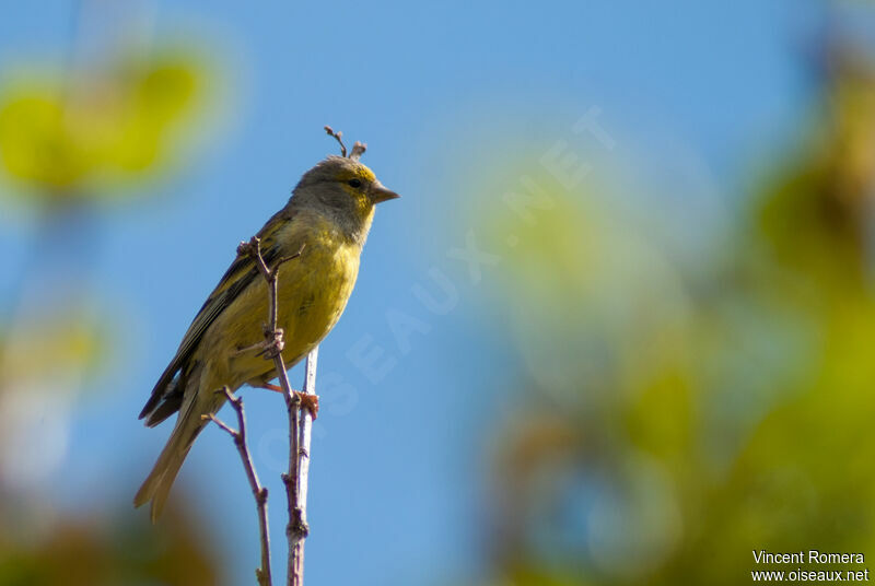 Corsican Finch male adult, identification