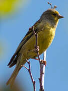 Corsican Finch