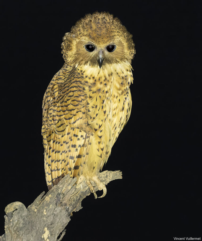 Chouette-pêcheuse de Pel