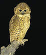Chouette-pêcheuse de Pel