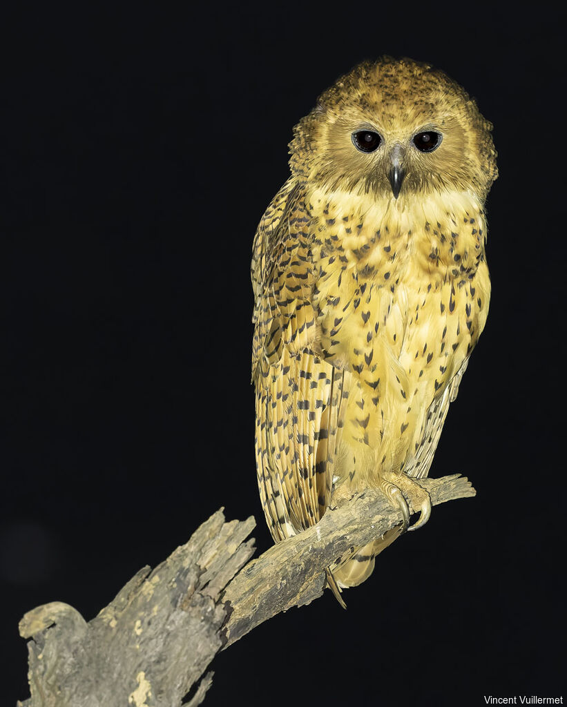 Chouette-pêcheuse de Pel