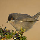 Fauvette de Ménétries