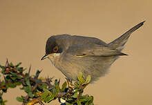 Fauvette de Ménétries