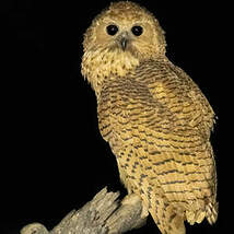 Chouette-pêcheuse de Pel