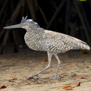 Onoré à huppe blanche