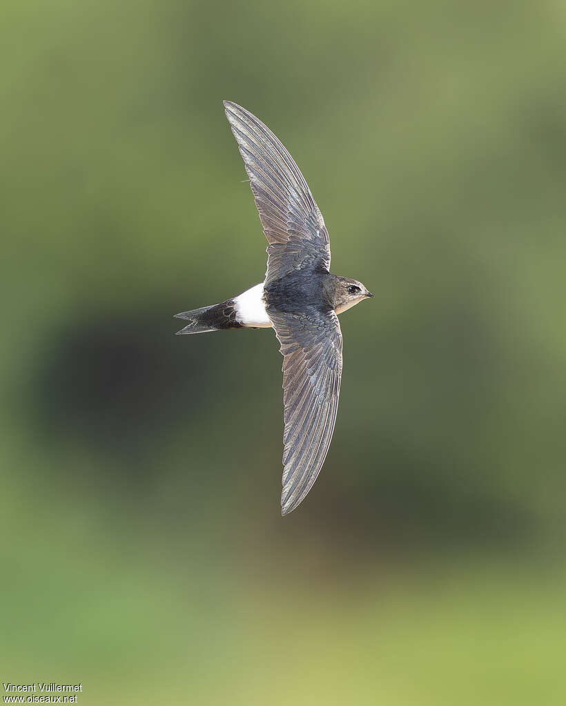 Martinet horusadulte, identification