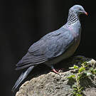 Pigeon trocaz