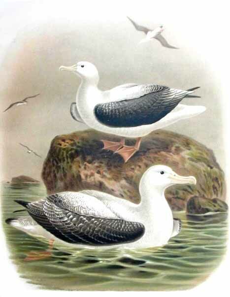 Wandering Albatross