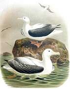 Albatros hurleur