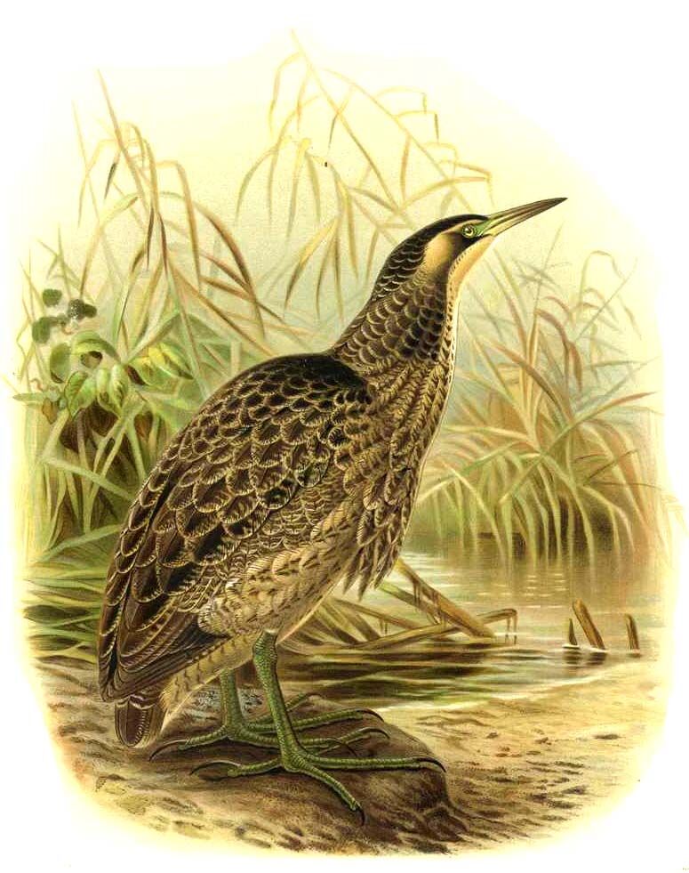 Australasian Bittern