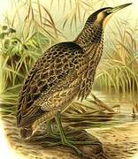 Australasian Bittern