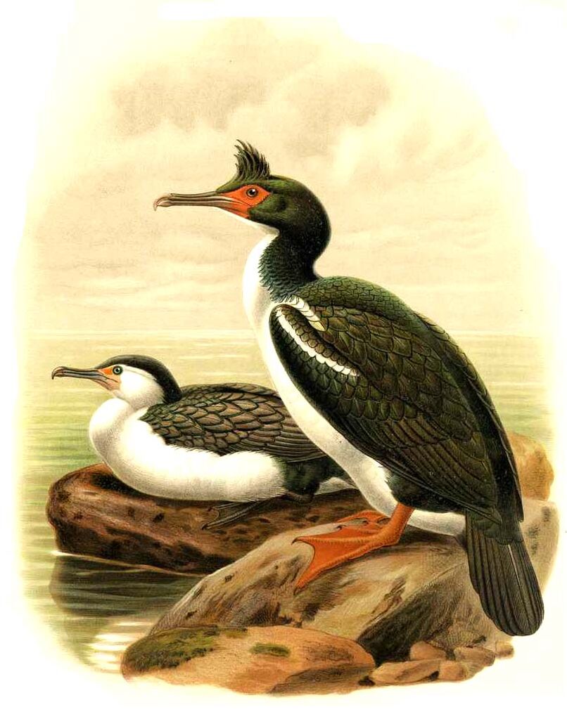 New Zealand King Shag