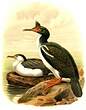 Cormoran caronculé