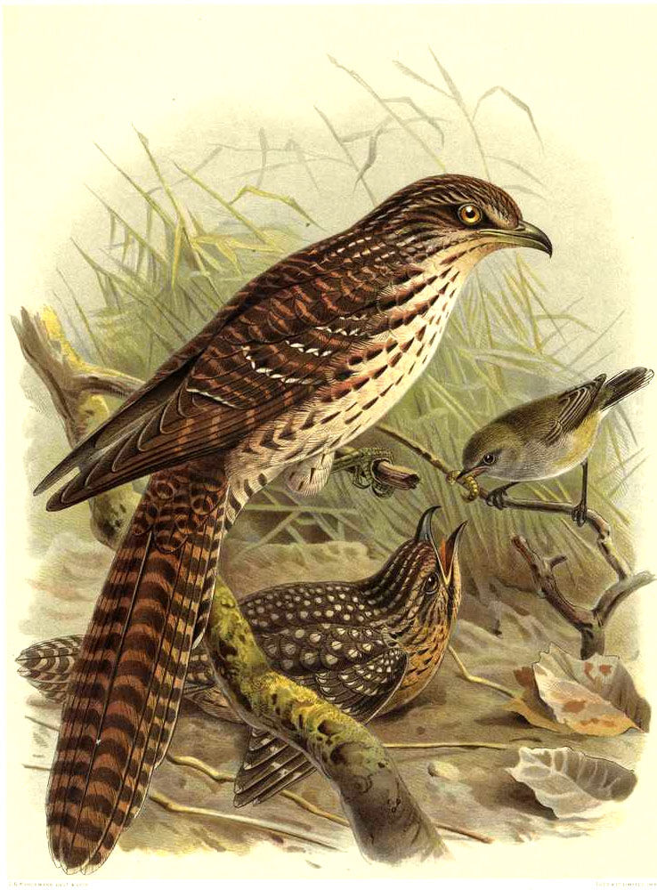 Pacific Long-tailed Cuckoo